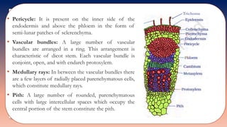 • Pericycle: It is present on the inner side of the
endodermis and above the phloem in the form of
semi-lunar patches of sclerenchyma.
• Vascular bundles: A large number of vascular
bundles are arranged in a ring. This arrangement is
characteristic of dicot stem. Each vascular bundle is
conjoint, open, and with endarch protoxylem.
• Medullary rays: In between the vascular bundles there
are a few layers of radially placed parenchymatous cells,
which constitute medullary rays.
• Pith: A large number of rounded, parenchymatous
cells with large intercellular spaces which occupy the
central portion of the stem constitute the pith.
Trichome
 