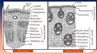 DICOT STEM MONOCOT STEM
 