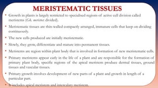 MERISTEMATIC TISSUES
• Growth in plants is largely restricted to specialised regions of active cell division called
meristems (Gk. meristos: divided).
• Meristematic tissues are thin-walled compactly arranged, immature cells that keep on dividing
continuously.
• The new cells produced are initially meristematic.
• Slowly, they grow, differentiate and mature into permanent tissues.
• Meristems are region within plant body that is involved in formation of new meristematic cells.
• Primary meristems appear early in the life of a plant and are responsible for the formation of
primary plant body, specific regions of the apical meristem produce dermal tissues, ground
tissues and vascular tissues.
• Primary growth involves development of new parts of a plant and growth in length of a
particular part.
• It includes apical meristem and intercalary meristem.
 
