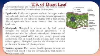 T.S. of Dicot Leaf• Dorsiventral leaves are found in dicots. The vertical section
of a dorsiventral leaf contains three distinct parts.
• Epidermis: Epidermis is present on both the upper surface
(adaxial epidermis) and the lower surface (abaxial epidermis).
The epidermis on the outside is covered with a thick cuticle.
Abaxial epidermis bears more stomata than the adaxial
epidermis.
• Mesophyll: Mesophyll is a tissue of the leaf present
between the adaxial and abaxial epidermises. It is
differentiated into the palisade parenchyma (composed of
tall, compactlyplaced cells) and the spongy parenchyma
(comprising oval or round, loosely-arranged cells with inter
cellular spaces). Mesophyll contains the chloroplasts which
perform the function of photosynthesis.
• Vascular system: The vascular bundles present in leaves are
conjoint and closed. They are surrounded by thick layers of
bundle-sheath cells.
 