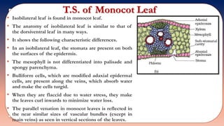 T.S. of Monocot Leaf
• Isobilateral leaf is found in monocot leaf.
• The anatomy of isobilateral leaf is similar to that of
the dorsiventral leaf in many ways.
• It shows the following characteristic differences.
• In an isobilateral leaf, the stomata are present on both
the surfaces of the epidermis.
• The mesophyll is not differentiated into palisade and
spongy parenchyma.
• Bulliform cells, which are modified adaxial epidermal
cells, are present along the veins, which absorb water
and make the cells turgid.
• When they are flaccid due to water stress, they make
the leaves curl inwards to minimize water loss.
• The parallel venation in monocot leaves is reflected in
the near similar sizes of vascular bundles (except in
main veins) as seen in vertical sections of the leaves.
 