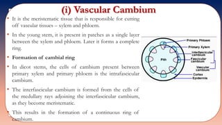 (i) Vascular Cambium
• It is the meristematic tissue that is responsible for cutting
off vascular tissues – xylem and phloem.
• In the young stem, it is present in patches as a single layer
between the xylem and phloem. Later it forms a complete
ring.
• Formation of cambial ring
• In dicot stems, the cells of cambium present between
primary xylem and primary phloem is the intrafascicular
cambium.
• The interfascicular cambium is formed from the cells of
the medullary rays adjoining the interfascicular cambium,
as they become meristematic.
• This results in the formation of a continuous ring of
cambium.
 