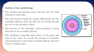 • Activity of the cambial ring:
• The cambial ring becomes active and cuts off new cells,
towards its either sides.
• The cells present toward the outside differentiate into the
secondary phloem, while the cells cut off toward the pith
give rise to the secondary xylem.
• The amount of the secondary xylem produced is more
than that of the secondary phloem.
• The cambium is generally more active on the inner side
than on the outer. As a result, the amount of secondary
xylem produced is more than secondary phloem and soon
forms a compact mass.
 