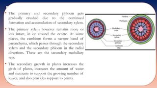 • The primary and secondary phloem gets
gradually crushed due to the continued
formation and accumulation of secondary xylem.
• The primary xylem however remains more or
less intact, in or around the centre. At some
places, the cambium forms a narrow band of
parenchyma, which passes through the secondary
xylem and the secondary phloem in the radial
directions. These are the secondary medullary
rays.
• The secondary growth in plants increases the
girth of plants, increases the amount of water
and nutrients to support the growing number of
leaves, and also provides support to plants.
 
