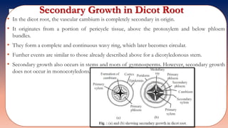 Secondary Growth in Dicot Root
• In the dicot root, the vascular cambium is completely secondary in origin.
• It originates from a portion of pericycle tissue, above the protoxylem and below phloem
bundles.
• They form a complete and continuous wavy ring, which later becomes circular.
• Further events are similar to those already described above for a dicotyledonous stem.
• Secondary growth also occurs in stems and roots of gymnosperms. However, secondary growth
does not occur in monocotyledons.
 