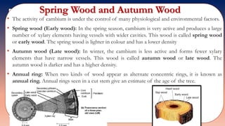 Spring Wood and Autumn Wood
• The activity of cambium is under the control of many physiological and environmental factors.
• Spring wood (Early wood): In the spring season, cambium is very active and produces a large
number of xylary elements having vessels with wider cavities. This wood is called spring wood
or early wood. The spring wood is lighter in colour and has a lower density
• Autumn wood (Late wood): In winter, the cambium is less active and forms fewer xylary
elements that have narrow vessels. This wood is called autumn wood or late wood. The
autumn wood is darker and has a higher density.
• Annual ring: When two kinds of wood appear as alternate concentric rings, it is known as
annual ring. Annual rings seen in a cut stem give an estimate of the age of the tree.
 