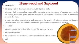Heartwood and Sapwood• Heartwood
• It is composed of dead elements with highly lignified walls.
• It imparts dark brown colour to the older trees, due to the deposition of organic compounds
like tannins, resins, oils, gums, aromatic substances and essential oils in the central or innermost
layers of the stem.
• It makes the plant hard, durable and resistant to the attacks of microorganisms and insects.
The heartwood does not conduct water but it gives mechanical support to the stem.
• Sapwood
• It constitutes the the peripheral region of the secondary xylem.
• It is lighter in colour.
• It is involved in the conduction of water and minerals from root to
leaf.
 