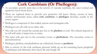 Cork Cambium (Or Phellogen):
• As secondary growth starts due to the activity of vascular cambium, the outer cortical and
epidermis layers break down.
• These are replaced down to provide new protective cell layers. Hence, sooner or later,
another meristematic tissue called cork cambium or phellogen develops, usually in the
cortex region.
• Phellogen is composed of thin-walled, narrow and rectangular cells.
• Phellogen cuts off cells on its either side.
• The cells cut off toward the outside give rise to the phellem or cork. The suberin deposits in
its cell wall make it impervious to water.
• The inner cells give rise to the secondary cortex or phelloderm. The secondary cortex is
parenchymatous.
• Phellogen, phellem, and phelloderm are collectively known as periderm.
• Due to activity of the cork cambium, pressure builds up on the remaining layers peripheral
to phellogen and ultimately these layers die and slough off.
 