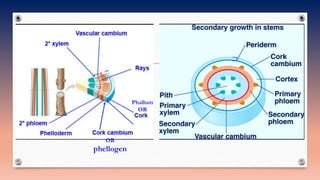 OR
phellogen
Phallum
OR
 