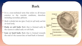 Bark
• It is a non-technical term that refers to all tissues
exterior to the vascular cambium, therefore
including secondary phloem.
• Bark is divided into two types: Early (or soft bark) and late
(or hard bark).
• Early or soft bark: Bark that is formed early in
the season is called early or soft bark.
• Late or hard bark: Bark that is formed towards
the end of the season late or hard bark is formed.
 