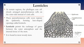 Lenticles
• At certain regions, the phellogen cuts off
closely arranged parenchymatous cells on
the outer side instead of cork cells.
• These parenchymatous cells soon rupture
the epidermis, forming lens-shaped
openings called lenticels.
• Lenticels permit the exchange of gases
between the outer atmosphere and the
internal tissue of the stem.
• It is found in most woody trees.
 
