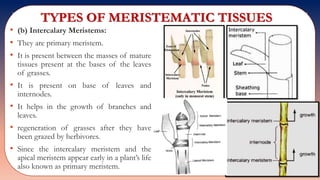 TYPES OF MERISTEMATIC TISSUES
• (b) Intercalary Meristems:
• They are primary meristem.
• It is present between the masses of mature
tissues present at the bases of the leaves
of grasses.
• It is present on base of leaves and
internodes.
• It helps in the growth of branches and
leaves.
• regeneration of grasses after they have
been grazed by herbivores.
• Since the intercalary meristem and the
apical meristem appear early in a plant’s life
also known as primary meristem.
 