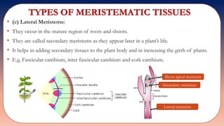 TYPES OF MERISTEMATIC TISSUES
• (c) Lateral Meristems:
• They occur in the mature region of roots and shoots.
• They are called secondary meristems as they appear later in a plant’s life.
• It helps in adding secondary tissues to the plant body and in increasing the girth of plants.
• E.g. Fascicular cambium, inter fascicular cambium and cork cambium.
Shoot apical meristem
Intercalary meristem
Lateral meristem
 