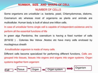 NUMBER OF CELLS
Some organisms are unicellular i.e. bacteria, yeast, Chlamydomonas, diatoms,
Cosmarium etc whereas most of organisms as plants and animals are
multicellular. Human body is built of about one trillion cells.
In case of unicellular forms single cell is capable of independent existence and to
perform all the essential functions of life
In green alga Pandorina, the coenobium is having a fixed number of cells
(8/16/32 ) . Colonies like Volvox ,Nostoc etc have many cells enclosed by
mucilaginous sheath
A multicellular organism is made of many cells
Different cells become specialized for performing different functions. Cells are
grouped into tissues, tissues into organs and organs into organ systems. Organ
systems together form organism
NUMBER, SIZE AND SHAPE OF CELL
Cell Tissue Organ Organ system
Organism
 