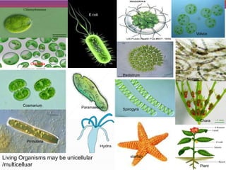 Living Organisms may be unicellular
/multicelluar
Cosmarium
Spirogyra
starfish
Pedistrum
Volvox
E coli
Nostoc
Chara
Chlorella
Paramaecium
Pinnularia
Plant
 