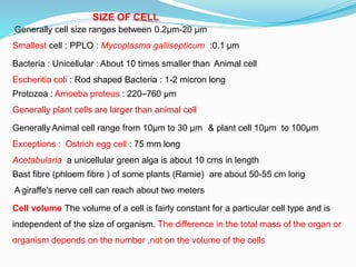 SIZE OF CELL
Generally cell size ranges between 0.2µm-20 µm
Smallest cell : PPLO : Mycoplasma gallisepticum :0.1 µm
Bacteria : Unicellular : About 10 times smaller than Animal cell
Escheritia coli : Rod shaped Bacteria : 1-2 micron long
Protozoa : Amoeba proteus : 220–760 µm
Generally plant cells are larger than animal cell
Generally Animal cell range from 10µm to 30 µm & plant cell 10µm to 100µm
Exceptions : Ostrich egg cell : 75 mm long
Acetabularia a unicellular green alga is about 10 cms in length
Bast fibre (phloem fibre ) of some plants (Ramie) are about 50-55 cm long
A giraffe's nerve cell can reach about two meters
Cell volume The volume of a cell is fairly constant for a particular cell type and is
independent of the size of organism. The difference in the total mass of the organ or
organism depends on the number ,not on the volume of the cells
 