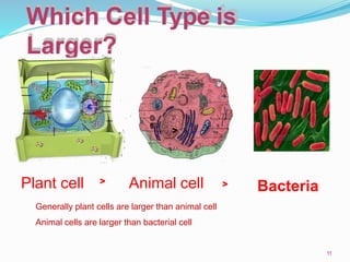 Which Cell Type is
Larger?
11
Plant cell Animal cell Bacteria
>
>
>
Generally plant cells are larger than animal cell
Animal cells are larger than bacterial cell
 