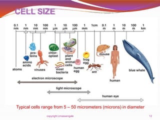 12
CELL SIZE
Typical cells range from 5 – 50 micrometers (microns) in diameter
copyright cmassengale
 