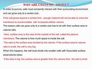 WHYARE CELLS SO SMALL?
In order to survive, cells must constantly interact with their surrounding environment
and can grow only to a certain size .
If the cell grows beyond a certain limit , enough material will not be able to cross the
membrane to accommodate with increased cellular volume.
The reason cells can grow only to a certain size has to do with their surface area to
volume ratio.
Here, surface area is the area of the outside of the cell, called the plasma
membrane. The volume is how much space is inside the cell.
The ratio is the surface area divided by the volume. If the surface area to volume
ratio is small, the cell is very big.
When this happens, the cell must divide into smaller cells with favourable surface
area/volume ratios.
If the ratio is big, the surface area is greater than the volume then the cell is small.
 
