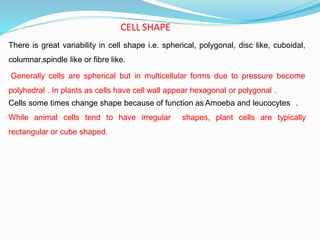 There is great variability in cell shape i.e. spherical, polygonal, disc like, cuboidal,
columnar,spindle like or fibre like.
Generally cells are spherical but in multicellular forms due to pressure become
polyhedral . In plants as cells have cell wall appear hexagonal or polygonal .
Cells some times change shape because of function as Amoeba and leucocytes .
While animal cells tend to have irregular shapes, plant cells are typically
rectangular or cube shaped.
CELL SHAPE
 