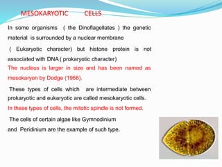 MESOKARYOTIC CELLS
In some organisms ( the Dinoflagellates ) the genetic
material is surrounded by a nuclear membrane
( Eukaryotic character) but histone protein is not
associated with DNA ( prokaryotic character)
The nucleus is larger in size and has been named as
mesokaryon by Dodge (1966).
These types of cells which are intermediate between
prokaryotic and eukaryotic are called mesokaryotic cells.
In these types of cells, the mitotic spindle is not formed.
The cells of certain algae like Gymnodinium
and Peridinium are the example of such type.
 