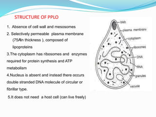 1. Absence of cell wall and mesosomes
2. Selectively permeable plasma membrane
(75A
⁰in thickness ), composed of
lipoproteins
3.The cytoplasm has ribosomes and enzymes
required for protein synthesis and ATP
metabolism
4.Nucleus is absent and instead there occurs
double stranded DNA molecule of circular or
fibrillar type.
5.It does not need a host cell (can live freely)
STRUCTURE OF PPLO
 