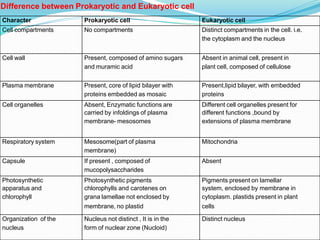 Character Prokaryotic cell Eukaryotic cell
Cell compartments No compartments Distinct compartments in the cell. i.e.
the cytoplasm and the nucleus
Cell wall Present, composed of amino sugars
and muramic acid
Absent in animal cell, present in
plant cell, composed of cellulose
Plasma membrane Present, core of lipid bilayer with
proteins embedded as mosaic
Present,lipid bilayer, with embedded
proteins
Cell organelles Absent, Enzymatic functions are
carried by infoldings of plasma
membrane- mesosomes
Different cell organelles present for
different functions ,bound by
extensions of plasma membrane
Respiratory system Mesosome(part of plasma
membrane)
Mitochondria
Capsule If present , composed of
mucopolysaccharides
Absent
Photosynthetic
apparatus and
chlorophyll
Photosynthetic pigments
chlorophylls and carotenes on
grana lamellae not enclosed by
membrane, no plastid
Pigments present on lamellar
system, enclosed by membrane in
cytoplasm. plastids present in plant
cells
Organization of the
nucleus
Nucleus not distinct , It is in the
form of nuclear zone (Nucloid)
Distinct nucleus
Difference between Prokaryotic and Eukaryotic cell
 