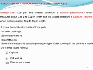 Average size- 1.25 µm. The smallest bacterium is Dialister pneumosintes which
measures about 0.15 µ to 0.3µ in length and the largest bacterium is Spirillum volutons
which measures about 13 µ to 15µ in length.
A typical bacterial cell consists of three parts
(a) outer coverings,
(b) cytoplasm and its
(c) constituents.
Body of the bacteria is basically prokaryotic type. Outer covering in the bacteria is made
Up of three layers namely:
(i) Capsule
(ii)
(iii)
Cell wall &
Plasma membrane
24
STRUCTURE OF A PROKARYOTIC CELL : BACTERIAL CELL
 