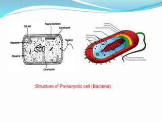:Structure of Prokaryotic cell (Bacteria)
 