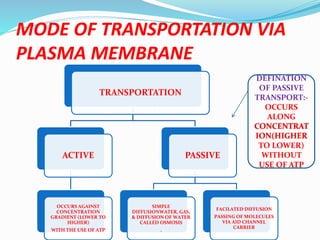 MODE OF TRANSPORTATION VIA
PLASMA MEMBRANE
TRANSPORTATION
ACTIVE
OCCURS AGAINST
CONCENTRATION
GRADIENT (LOWER TO
HIGHER)
WITH THE USE OF ATP
PASSIVE
SIMPLE
DIFFUSIONWATER, GAS,
& DIFFUSION OF WATER
CALLED OSMOSIS
.
FACILATED DIFFUSION
PASSING OF MOLECULES
VIA AID CHANNEL
CARRIER
DEFINATION
OF PASSIVE
TRANSPORT:-
OCCURS
ALONG
CONCENTRAT
ION(HIGHER
TO LOWER)
WITHOUT
USE OF ATP
 