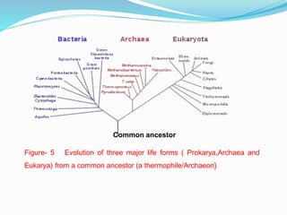 Common ancestor
Figure- 5 Evolution of three major life forms ( Prokarya,Archaea and
Eukarya) from a common ancestor (a thermophile/Archaeon}
 