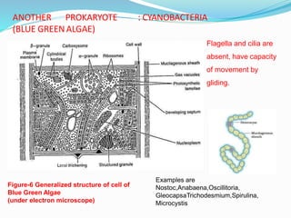 ANOTHER PROKARYOTE : CYANOBACTERIA
(BLUE GREEN ALGAE)
Flagella and cilia are
absent, have capacity
of movement by
gliding.
Figure-6 Generalized structure of cell of
Blue Green Algae
(under electron microscope)
Examples are
Nostoc,Anabaena,Oscillitoria,
GleocapsaTrichodesmium,Spirulina,
Microcystis
 