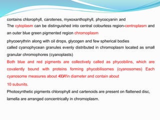 contains chlorophyll, carotenes, myxoxanthophyll, phycocyanin and
The cytoplasm can be distinguished into central colourless region-centroplasm and
an outer blue green pigmented region chromoplasm
phycoerythrin along with oil drops, glycogen and few spherical bodies
called cyanophycean granules evenly distributed in chromoplasm located as small
granular chromophores (cyanoplasts)
Both blue and red pigments are collectively called as phycobilins, which are
covalently bound with proteins forming phycobilisomes (cyanosomes) Each
cyanosome measures about 400A⁰in diameter and contain about
10 subunits.
Photosynthetic pigments chlorophyll and cartenoids are present on flattened disc,
lamella are arranged concentrically in chromoplasm.
 