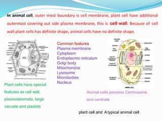 Plant cells have special
features as cell wall,
plasmodesmata, large
vacuole and plastids
Animal cells possess Centrosome
and centriole
Common features
Plasma membrane
Cytoplasm
Endoplasmic reticulum
Golgi body
Mitochondria
Lysosome
Microbodies
Nucleus
In animal cell, outer most boundary is cell membrane, plant cell have additional
outermost covering out side plasma membrane, this is cell wall. Because of cell
wall plant cells has definite shape, animal cells have no definite shape.
plant cell and A typical animal cell
 