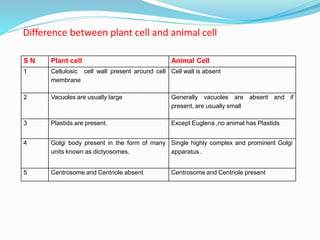 S N Plant cell Animal Cell
1 Cellulosic cell wall present around cell
membrane
Cell wall is absent
2 Vacuoles are usually large Generally vacuoles are absent and if
present, are usually small
3 Plastids are present. Except Euglena ,no animal has Plastids
4 Golgi body present in the form of many
units known as dictyosomes.
Single highly complex and prominent Golgi
apparatus .
5 Centrosome and Centriole absent Centrosome and Centriole present
Difference between plant cell and animal cell
 