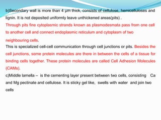 b)Secondary wall is more than 4 µm thick, consists of cellulose, hemicelluloses and
lignin. It is not deposited uniformly leave unthickened areas(pits) .
Through pits fine cytoplasmic strands known as plasmodesmata pass from one cell
to another cell and connect endoplasmic reticulum and cytoplasm of two
neighbouring cells.
This is specialized cell-cell communication through cell junctions or pits. Besides the
cell junctions, some protein molecules are there in between the cells of a tissue for
binding cells together. These protein molecules are called Cell Adhesion Molecules
(CAMs).
c)Middle lamella – is the cementing layer present between two cells, consisting Ca
and Mg pectinate and cellulose. It is sticky gel like, swells with water and join two
cells
 