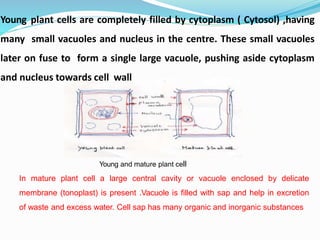 Young plant cells are completely filled by cytoplasm ( Cytosol) ,having
many small vacuoles and nucleus in the centre. These small vacuoles
later on fuse to form a single large vacuole, pushing aside cytoplasm
and nucleus towards cell wall
Young and mature plant cell
In mature plant cell a large central cavity or vacuole enclosed by delicate
membrane (tonoplast) is present .Vacuole is filled with sap and help in excretion
of waste and excess water. Cell sap has many organic and inorganic substances
 