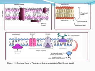 Figure : 9 Structural detail of Plasma membrane according to Fluid Mosaic Model
 