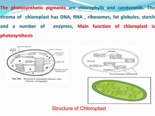 The photosynthetic pigments are chlorophylls and carotenoids. The
stroma of chloroplast has DNA, RNA , ribosomes, fat globules, starch
and a number of enzymes, Main function of chloroplast is
photosynthesis
Structure of Chloroplast
 