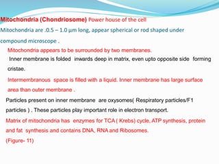 Mitochondria (Chondriosome) Power house of the cell
Mitochondria are .0.5 – 1.0 µm long, appear spherical or rod shaped under
compound microscope .
Mitochondria appears to be surrounded by two membranes.
Inner membrane is folded inwards deep in matrix, even upto opposite side forming
cristae.
Intermembranous space is filled with a liquid. Inner membrane has large surface
area than outer membrane .
Particles present on inner membrane are oxysomes( Respiratory particles/F1
particles ) . These particles play important role in electron transport.
Matrix of mitochondria has enzymes for TCA ( Krebs) cycle, ATP synthesis, protein
and fat synthesis and contains DNA, RNA and Ribosomes.
(Figure- 11)
 