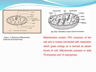 Figure : 11 Structure of Mitochondria
Drawn By Prof Ichha Purak
Mitochondria contain 70% enzymes of the
cell and is mainly connected with respiration
which gives energy so is termed as power
house of cell. Mitochondia possess in total
70 enzymes and 14 coenzymes.
 