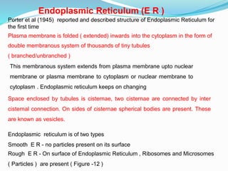 Endoplasmic Reticulum (E R )
Porter et al (1945) reported and described structure of Endoplasmic Reticulum for
the first time
Plasma membrane is folded ( extended) inwards into the cytoplasm in the form of
double membranous system of thousands of tiny tubules
( branched/unbranched )
This membranous system extends from plasma membrane upto nuclear
membrane or plasma membrane to cytoplasm or nuclear membrane to
cytoplasm . Endoplasmic reticulum keeps on changing
Space enclosed by tubules is cisternae, two cisternae are connected by inter
cisternal connection. On sides of cisternae spherical bodies are present. These
are known as vesicles.
Endoplasmic reticulum is of two types
Smooth E R - no particles present on its surface
Rough E R - On surface of Endoplasmic Reticulum , Ribosomes and Microsomes
( Particles ) are present ( Figure -12 )
 