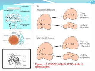 Figure : -12 ENDOPLASMIC RETICULUM &
RIBOSOMES
 