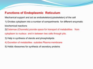 Functions of Endoplasmic Reticulum
Mechanical support and act as endoskeleton(cytoskeleton) of the cell
1) Divides cytoplasm into a number of compartments for different enzymatic
biochemical reactions
2)Cisternae (Channels) provide space for transport of metabolities from
cytoplasm to nucleus and in between two cells through pits.
3) Help in synthesis of sterols and phospholipids
4) Excretion of metabolites outsides Plasma membrane
5) Holds ribosomes for synthesis of secretory proteins
 
