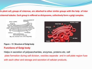 In plant cell, groups of cisternae, are attached to other similar groups with the help of Inter
cisternal tubules. Each group is reffered as dictyosome, collectively form a golgi complex.
Figure :- 13 Structure of Golgi body
Functions of Golgi body
Helps in secretion of polysaccharides, enzymes, proteins etc, cell
plate formation during cell division, vesicles separate and in cell plate region fuse
with each other and storage and secretion of cellular products.
 