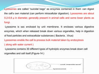 Lysosomes are called “suicidal bags” as enzymes contained in them can digest
the cell’s own material (can perform intracellular digestion). Lysosomes are about
0.2-0.8 µ in diameter, generally present in animal cells and some lower plants as
fungi.
Lysosome is sac enclosed by unit membrane. It encloses various digestive
enzymes, which when released break down various organelles, help in digestion
of food particles and extracellular substances ( Bacteria , Virus)
Lysosomes enable the cell to process bulk material taken by endocytosis
( along with water current )
Lysosome contains 30 different types of hydrolytic enzymes break down cell
organelles and cell itself.(Figure-14 )
 