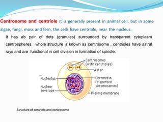 Centrosome and centriole It is generally present in animal cell, but in some
algae, fungi, moss and fern, the cells have centriole, near the nucleus.
It has ab pair of dots (granules) surrounded by transparent cytoplasm
centrospheres, whole structure is known as centrosome . centrioles have astral
rays and are functional in cell division in formation of spindle.
Structure of centriole and centrosome
 