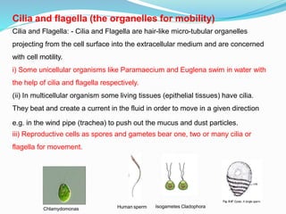 Cilia and flagella (the organelles for mobility)
Cilia and Flagella: - Cilia and Flagella are hair-like micro-tubular organelles
projecting from the cell surface into the extracellular medium and are concerned
with cell motility.
i) Some unicellular organisms like Paramaecium and Euglena swim in water with
the help of cilia and flagella respectively.
(ii) In multicellular organism some living tissues (epithelial tissues) have cilia.
They beat and create a current in the fluid in order to move in a given direction
e.g. in the wind pipe (trachea) to push out the mucus and dust particles.
iii) Reproductive cells as spores and gametes bear one, two or many cilia or
flagella for movement.
Human sperm Isogametes Cladophora
Chlamydomonas
 