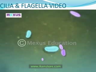 CILIA & FLAGELLA VIDEO
 