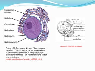 Figure :- 16 Structure of Nucleus .The outermost
boundary of the nucleus is the nuclear envelope.
Nuclear envelope consists of two phospholipid
bilayers (membranes)—an outer membrane and an
inner membrane
(credit: modification of work by NIGMS, NIH)
Figure -17 Structure of Nucleus
 